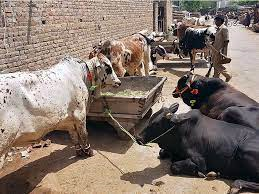 Agriculture Project
